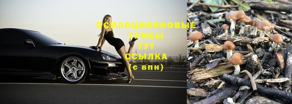 PSILOCYBIN Белокуриха